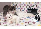 Котята-неразлучники, ласковая Милагрос и нежная Асисяй в добрые руки