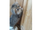 Шотландский котнок - лучший подарок на Новый год
